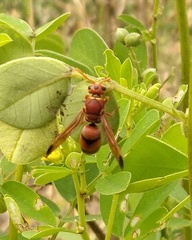 Antodynerus limbatus