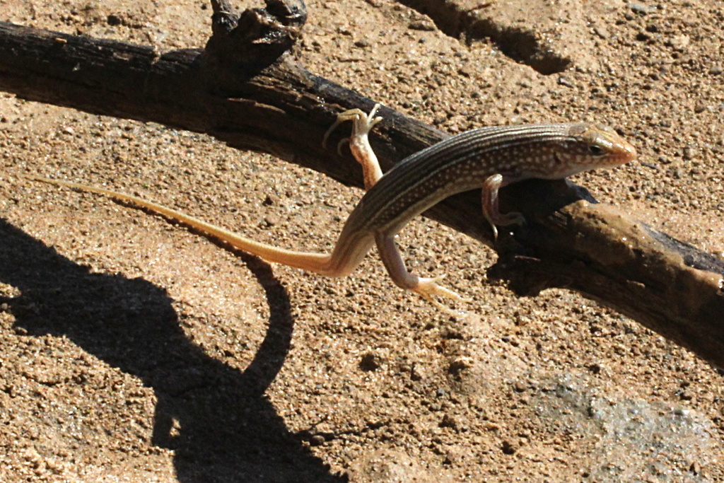 Stout Ctenotus