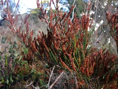 Allocasuarina misera