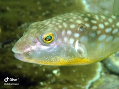 Chelonodontops patoca