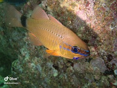 Ostorhinchus fleurieu