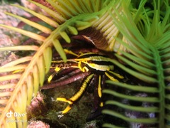 Allogalathea elegans