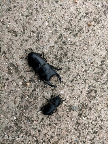 Hope's Stag Beetle