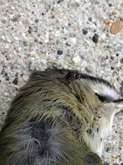 Brachymeria podagrica