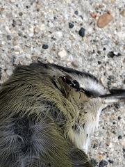 Brachymeria podagrica