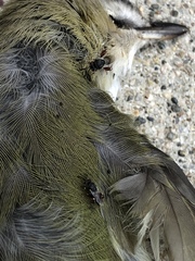 Brachymeria podagrica