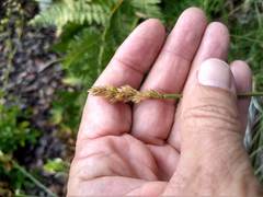 Carex fracta