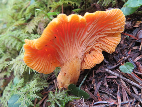 Cantharellus cibarius