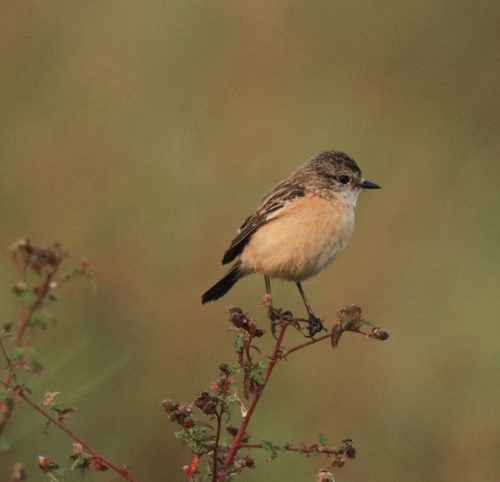 Siberian Stonechat (Saxicola maurus), photo 10