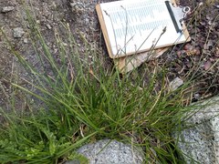 Carex fracta