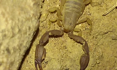 Catalinia andreas