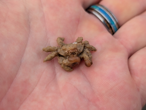 Polydectus cupulifer observed 2025-06-04