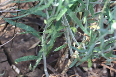 Teucrium racemosum