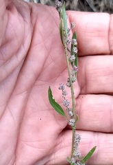 Chenopodium atrovirens