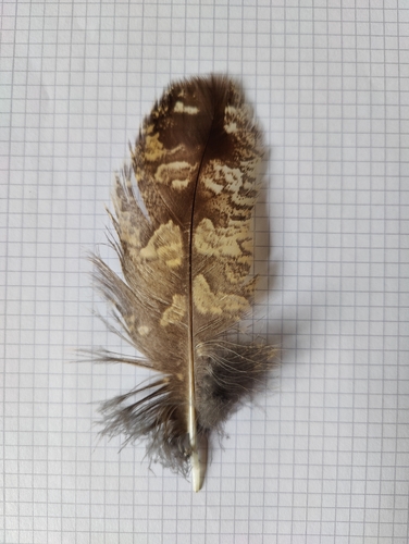 View observation of {o.common_name} on iNaturalist