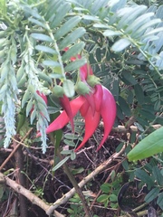 Clianthus puniceus