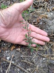 Chenopodium atrovirens