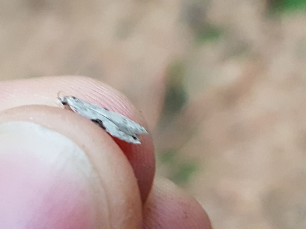 Square-spot Crest