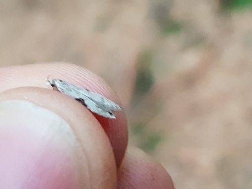Square-spot Crest