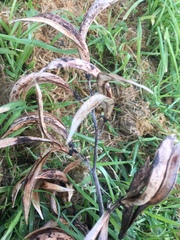 Phormium cookianum
