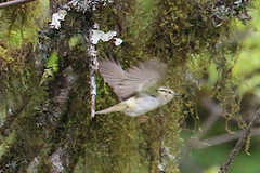 Phylloscopus forresti
