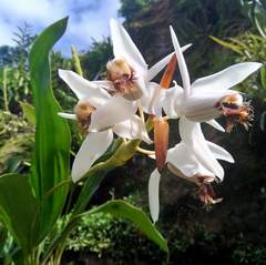 Coelogyne barbata