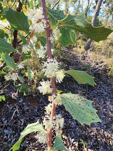 Snail Hakea (Hakea cristata)
