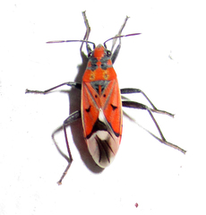 Haemobaphus concinnus