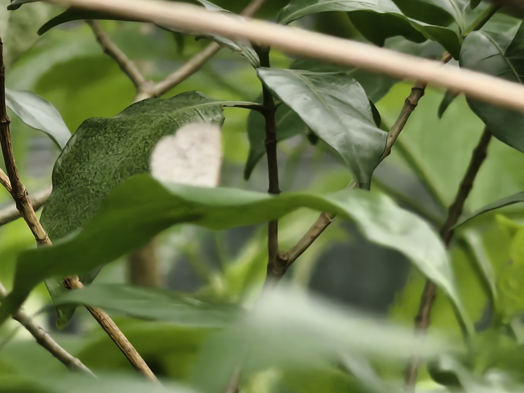 Apefly