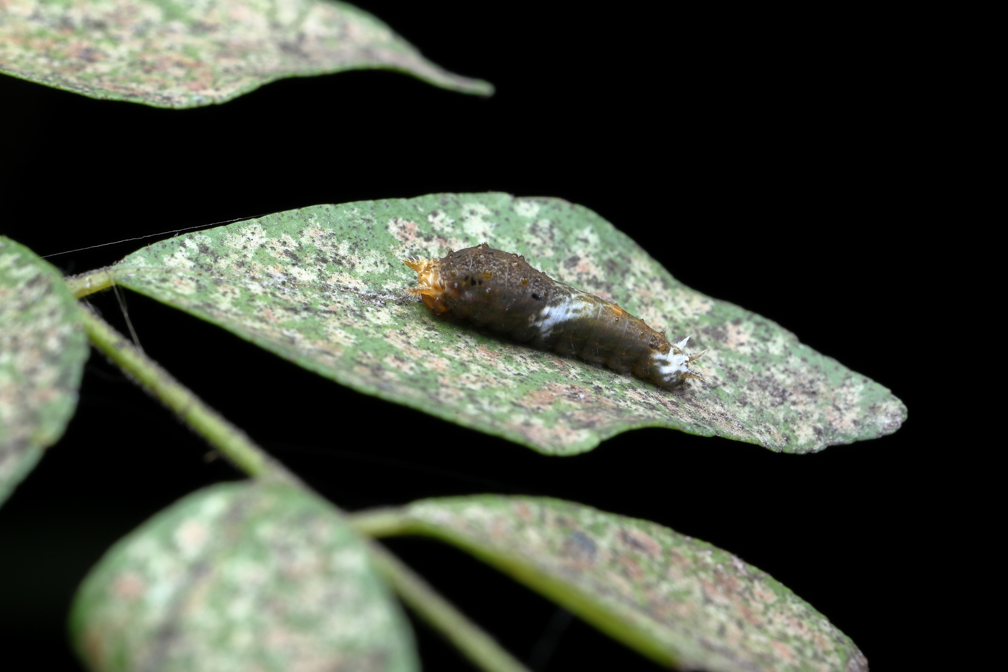 Common Mormon