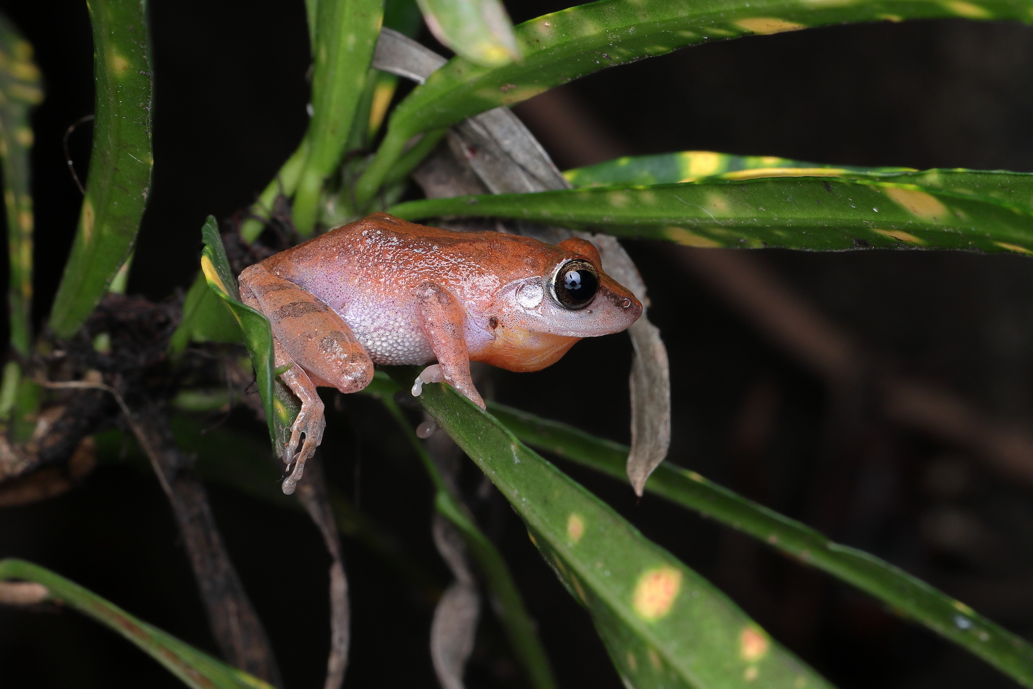 Wynaad Brown Eared Shrub Frog