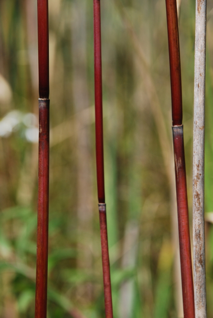 Common Reed Mt American common reed from Monroe County, NY, USA on September 16, 2019 ...