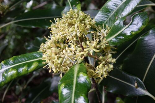 Pittosporum eugenioides