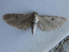 Eupithecia interpunctaria