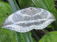 Cyclidia substigmaria