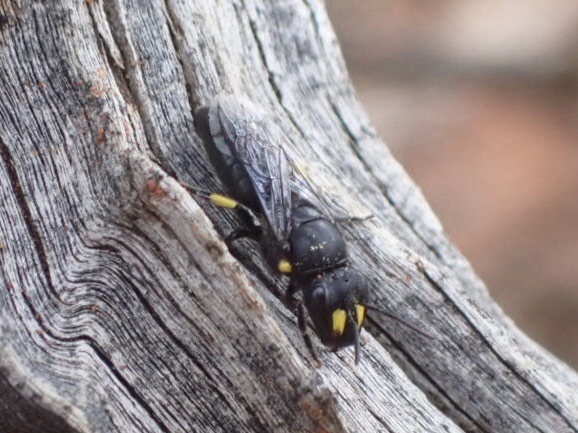 Hylaeus desertoris