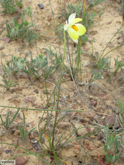 Cyanella alba flavescens