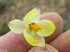 Cyanella alba flavescens