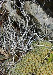 Thamnolia vermicularis vermicularis