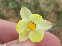 Cyanella alba flavescens