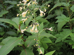 Nepeta govaniana