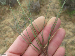 Cyanella alba flavescens
