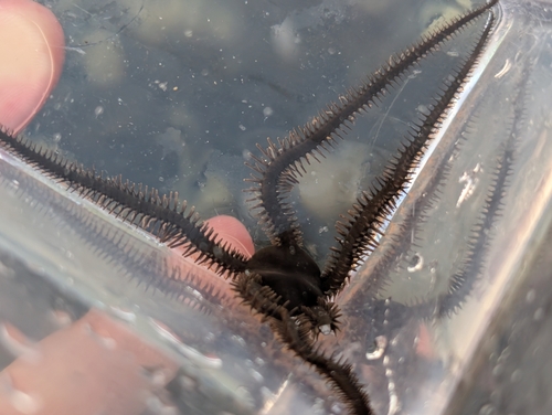 ゴマフクモヒトデ