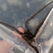 ゴマフクモヒトデ