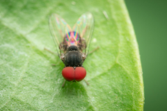 Lindneromyia