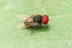 Lindneromyia