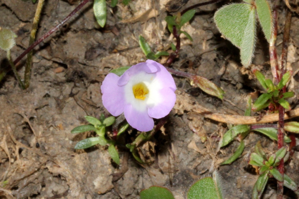 Elacholoma