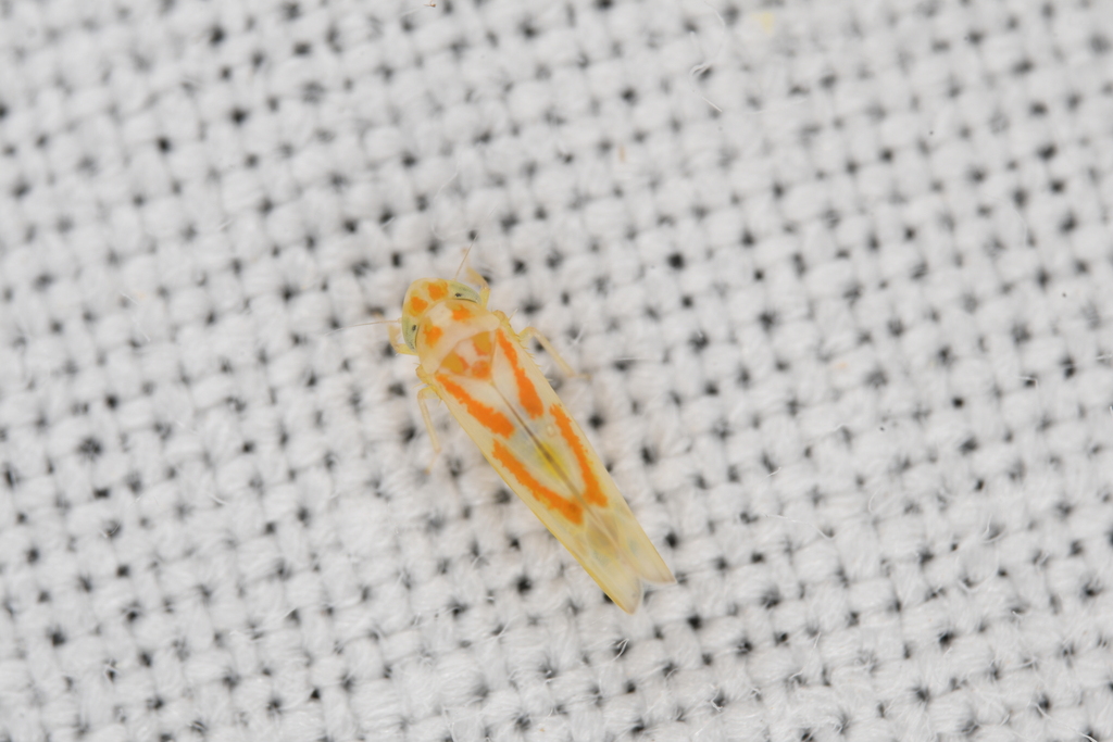Zyginama dentata