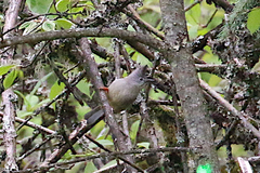 Yuhina gularis
