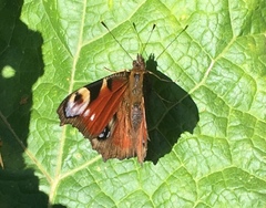 Aglais io